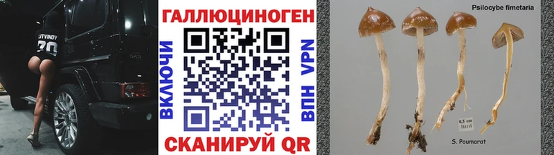 сколько стоит  ОМГ ОМГ ONION  Псилоцибиновые грибы GOLDEN TEACHER  Кыштым 